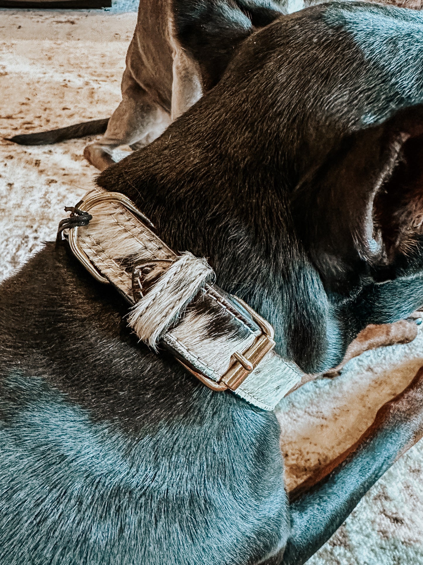Monterey Cowhide Dog Collar with Gold Accent Bones
