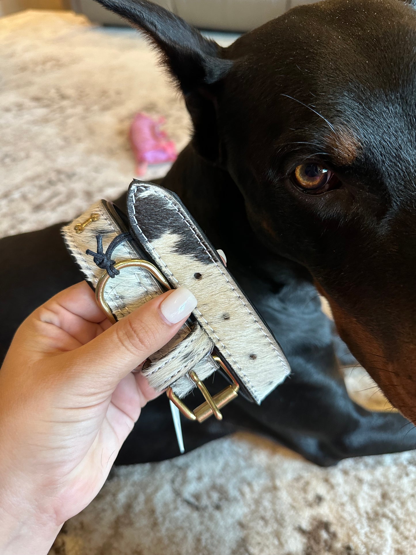 Monterey Cowhide Dog Collar with Gold Accent Bones