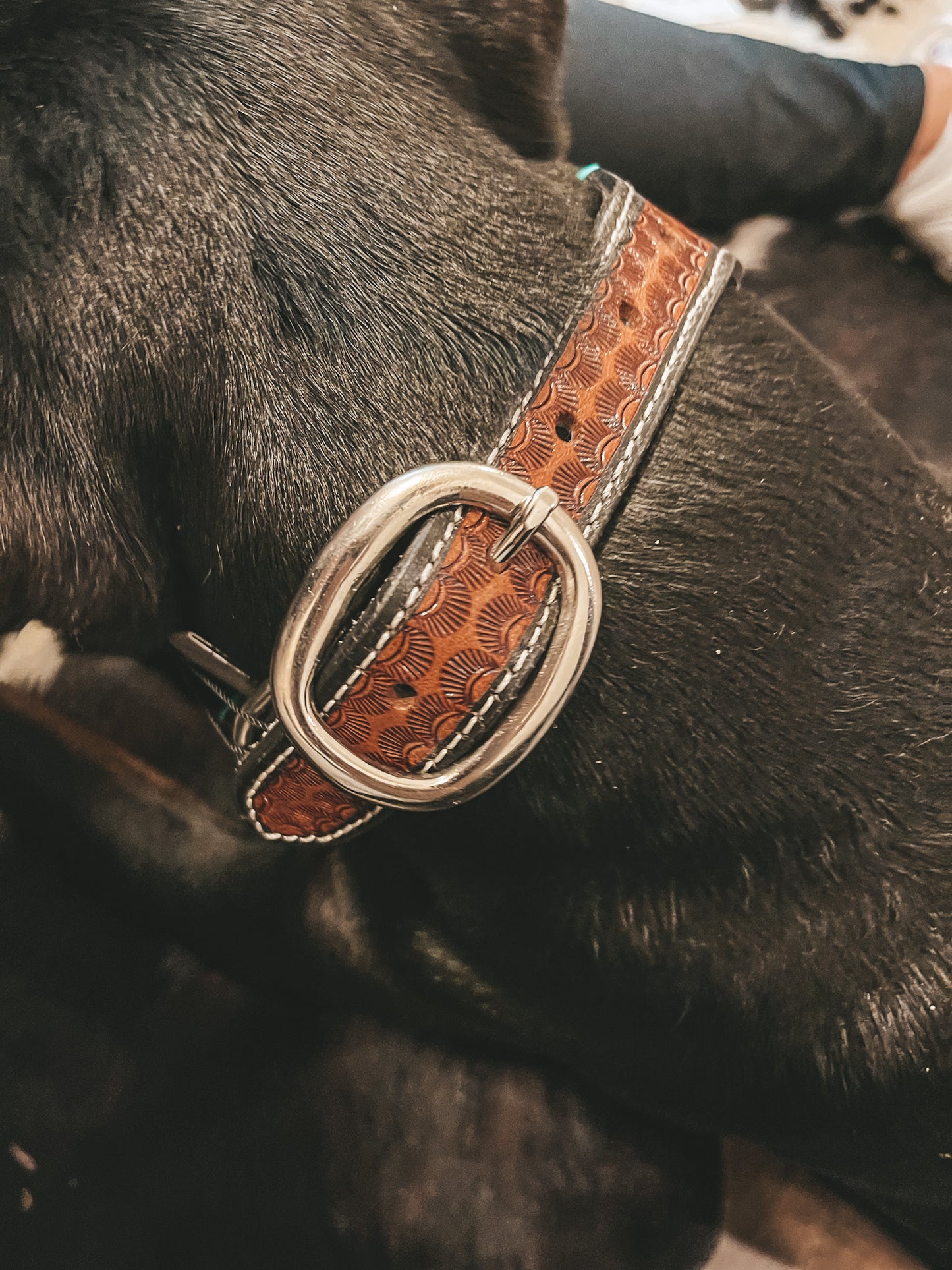 Full Bloom Leather Dog Collar