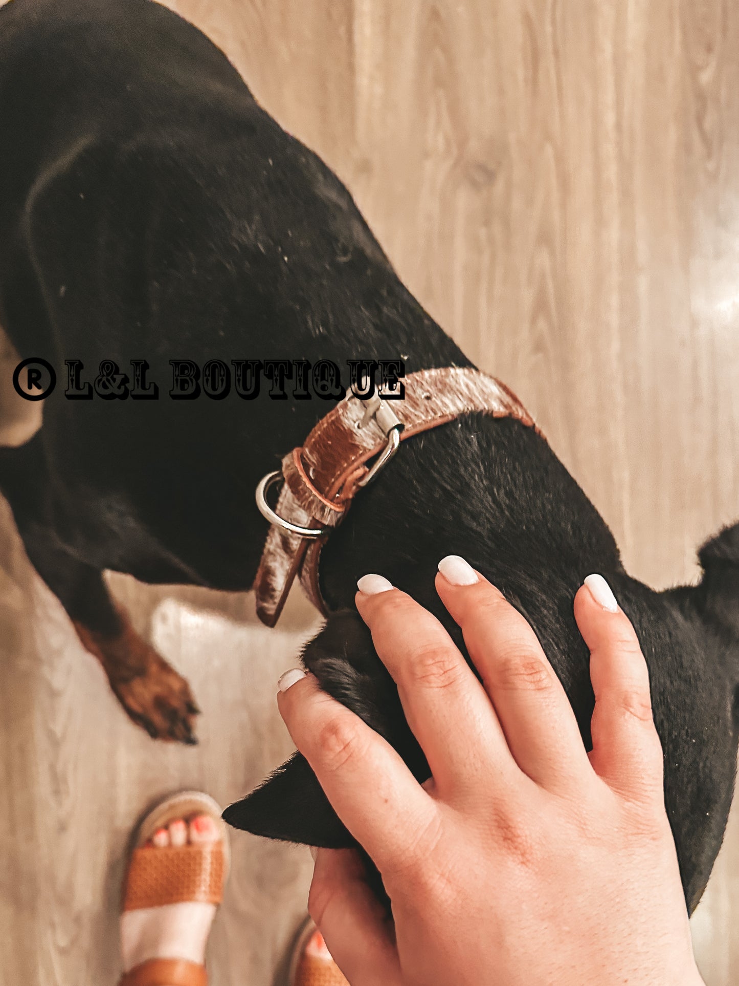 Cowhide Dog Collar