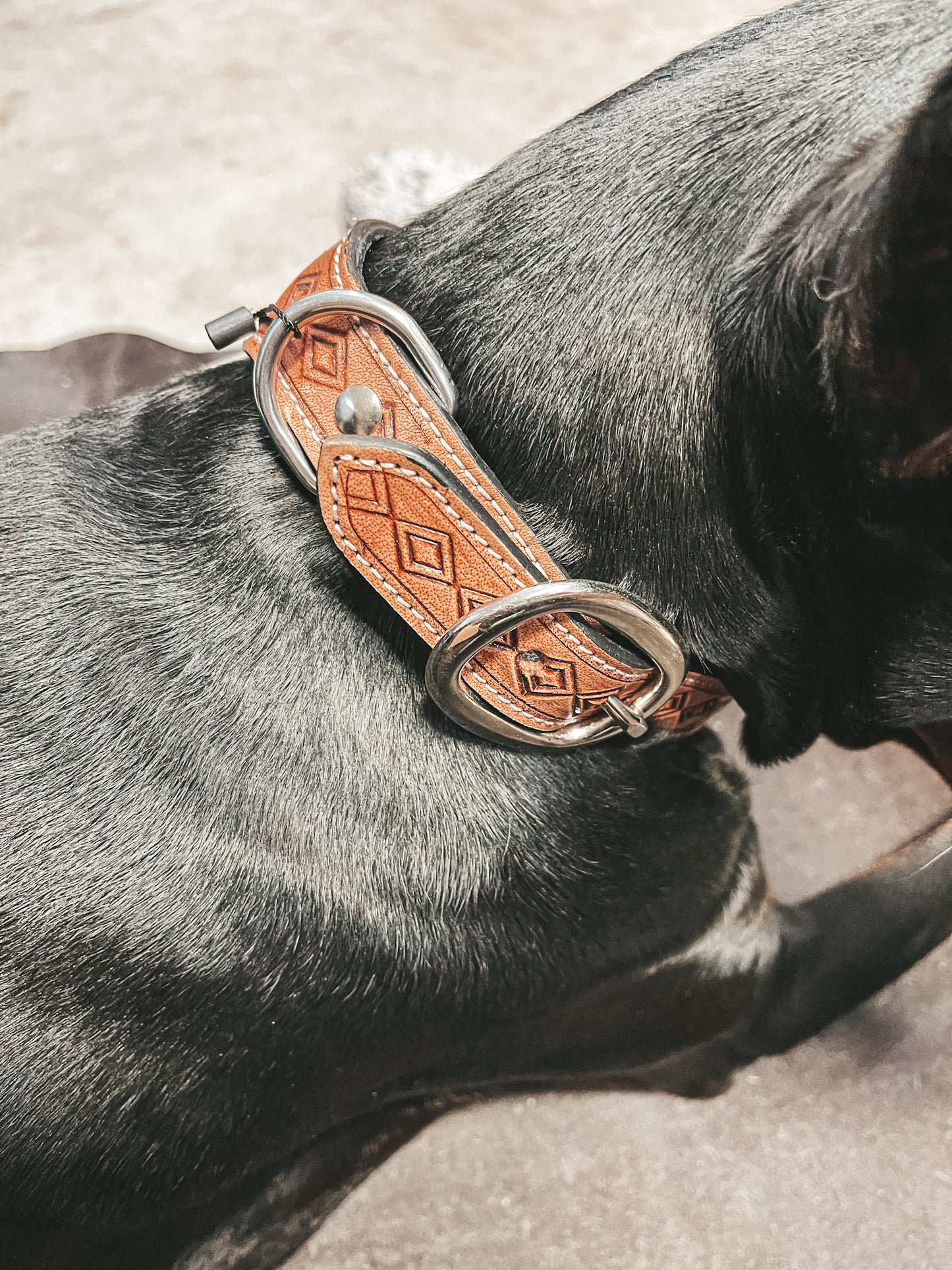 Acety Turquoise Tooled Leather Dog Collar