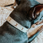 Monterey Cowhide Dog Collar with Gold Accent Bones