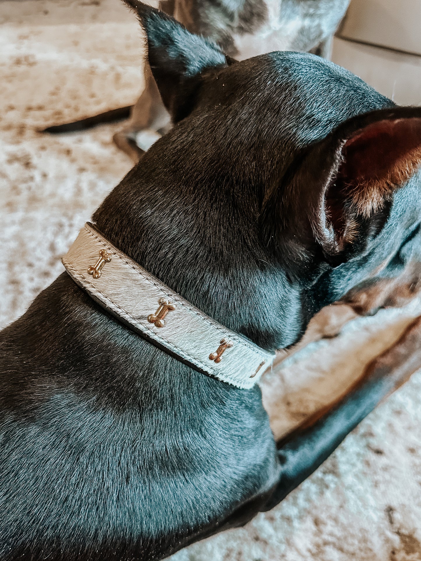 Monterey Cowhide Dog Collar with Gold Accent Bones